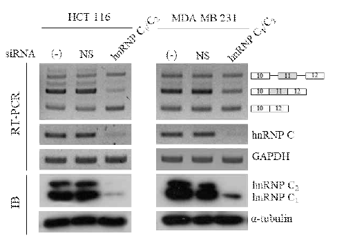 hnRNP C1/C2의 knockdown 실험