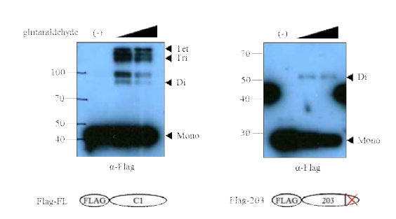 hnRNP C의 oligomerlization