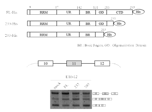 hnRNP C overexpression 실험