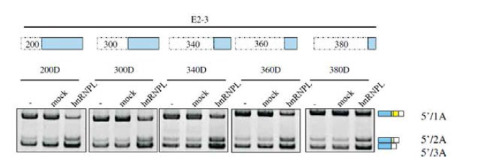 E2-3 mutation