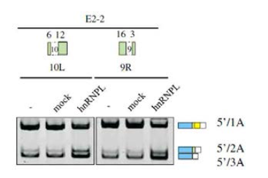 E2-2 mutation