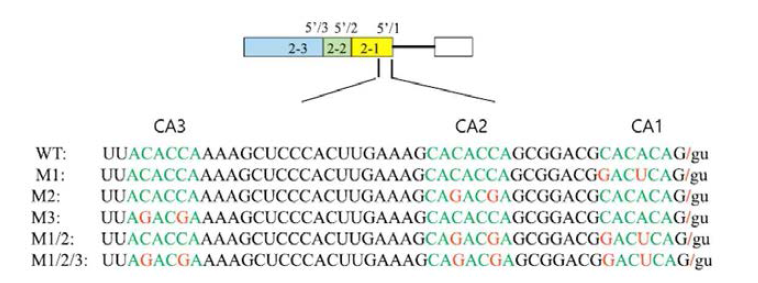 Exon 2-1의 42nt RNA 서열에 존재하는 CA-rich 서열