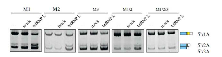 CA repeat mutation