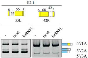 E2-1 mutation