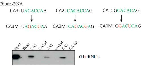 CA repeat의 RNA-pulldown 분석