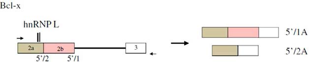 hnRNP L과 Bcl-x mini-gene