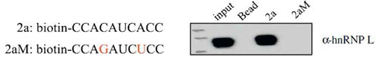 Bcl-x exon 2a의 RNA-pulldown 분석