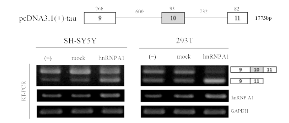 hnRNP A1 overexpression 실험