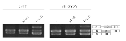 Tra2β overexpressino 실험