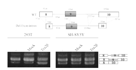 Caspase-2 mini-gene 실험