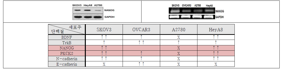 난소암 세포주에서 BDNF, NANOG, NANOG, N-cadherin, E-cadherin 발현 및 PKCK2 활성 검증