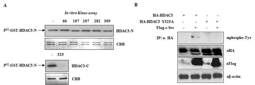 c-Src 효소단백질 매개 HDAC3 타이로신 인산화 검증