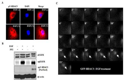 HDAC3 타이로신 인산화의 세포내 변화 검증