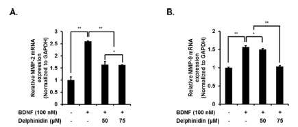 BDNF 처리에 의해 활성화된 암전이 표적인자의 delphinidin에 의한 억제 검증