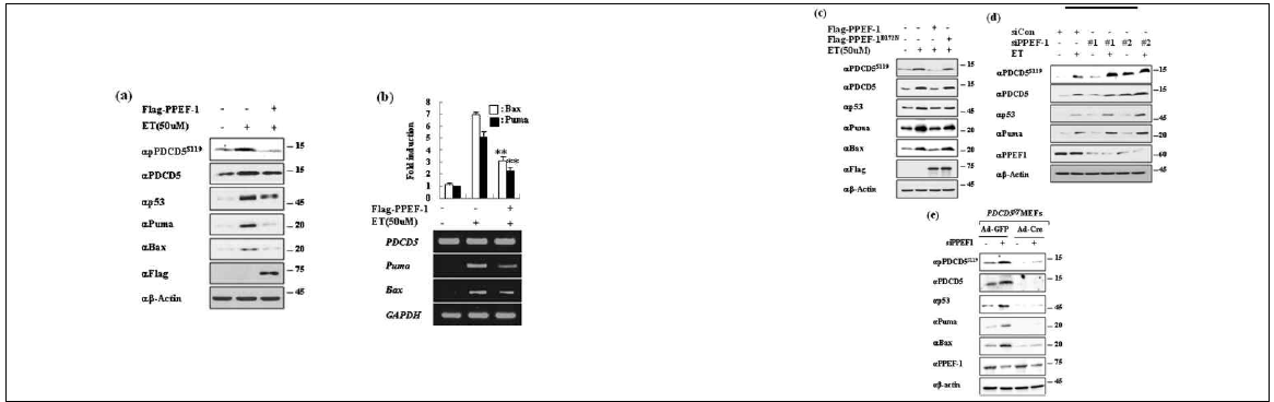 PPEF-1에 의한 p53 의존 암세포 사멸 억제 기능 검증
