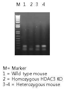 마우스 꼬리에서 추출한 DNA를 사용하여 HDAC3의 knockout을 확인
