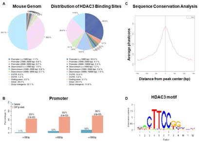 HDAC3 항체를 이용한 Chip Sequencing 및 HDAC3 binding motif 분석