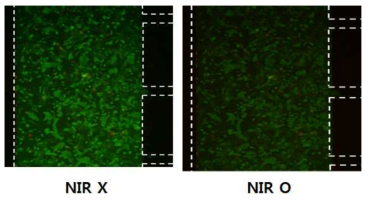 Organ-on-a-Chip에서 배양한 섬유아세포(NIH3T3)에 NIR 레이저 기반의 광열치료 전 (왼쪽) 및 후 (오른쪽) 형광 사진 (green: live cell, red: dead cell, 흰색 점선: Organ-on-a-Chip 채널)