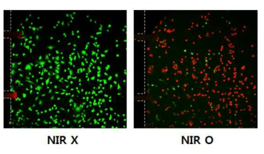 Organ-on-a-Chip에서 배양한 뇌종양세포에 NIR 레이저 기반의 광열치료 전 (왼쪽) 및 후 (오른쪽) 형광 사진 (green: live cell, red: dead cell, 흰색 점선: Organ-on-a-Chip 채널)