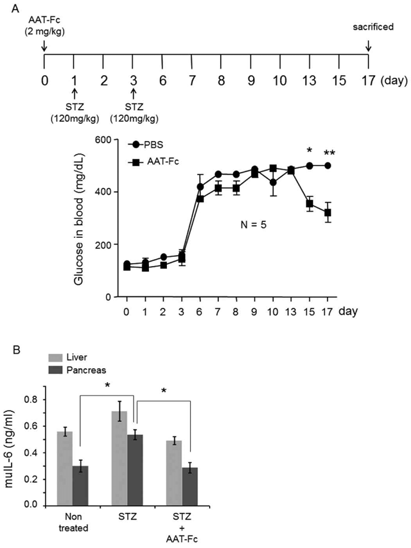 AAT-Fc suppresses hyperglycemia in the STZ-induced mouse model of diabetes. (A) Six-week-old BALBC/6 mice were administered AAT-Fc (2 mg/kg body weight), and then a low dose of STZ (120 mg/kg body weight) was injected twice, on d 1 and 3. The blood glucose level was monitored daily. After the second injection on d 3, the blood glucose level increased significantly. At d 15 and 17, mice that received AAT-Fc had decreased blood glucose levels. (B) At d 10 after the STZ injection, the mice were sacrificed, and the IL-6 level was measured in the liver and pancreas. The mean ± SEM values have been shown (n = 5 per group). *p < 0.05; **p < 0.01