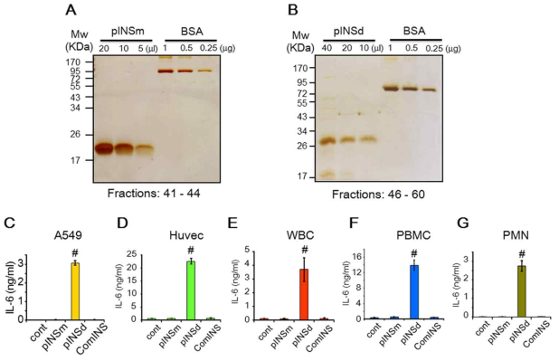 Expressionandbioassay of recombinant pINS. Recombinant pINSm (A) and pINSd (B) proteins were pooled from HPLC fractions as indicated at the bottom and visualized by silver staining. Biological activity of pINSm, pINSd, and comINS was examined with A549 cells (C), Huvecs (D), primary human WBCs (E), PBMCs (F), and PMN leukocytes (G). Data in C–-G are comparisons between the control (cont) and pINSd treatment. Data are meanS.E. (error bars). #, p<0.001 from three replicates