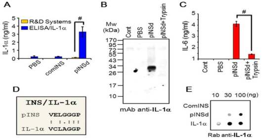 Identification of INS/IL-1motif. A, anti-IL-1mAb ELISA detected pINSd but failed to recognize comINS, which is mature INS lacking the C-peptide. A commercial IL-1ELISA kit did not recognize pINSd. B, pINSd was incubated for 60 min in the presence or absence of trypsin (Sigma-Aldrich). pINSd (100 ng/lane loaded) was properly detected as a band of30 kDa, but pINSd was not observed where trypsin was added. C, the same batch of pINSd in the presence or absence of trypsin was examined for IL-6 induction in A549 cells. The production of IL-6 was found to be due to pINSd because trypsin abolished IL-6 production. D, sequence analysis of pINS and IL-1revealed the INS/IL-1motif. E, dot blot of recombinant pINSd and IL-1protein with the mAb anti-IL-1. Data in A are comparisons between a commercial IL-1ELISA and IL-1developed with the mAb anti-IL-1. Data in C are comparisons between the presence and absence of trypsin. Data are mean S.E. (error bars). #, p 0.001 from three replicates. Cont, control