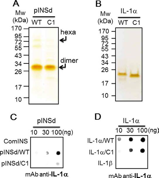 Deletion of INS/IL-1motif. A, deletion of motif C1 (7 amino acids) in the C-peptide and the recombinant pINSd/WT and /C1 were visualized by silver staining. The molecular sizes of the hexamer (hexa) and dimer pINS forms are indicated by arrows. B, deletion of the motif IL-1/C1 (7 amino acids) at the C terminus. Recombinant IL-1/WT and /C1 were visualized by silver staining. C, dot blot showing that the detection sensitivity by mAb anti-IL-1was reduced in pINSd/C1 when compared with pINSd/WT. D, dot blot showing the sensitivity of anti-IL-1for IL-1/C1 compared with IL-1/WT. The concentration is given at the top