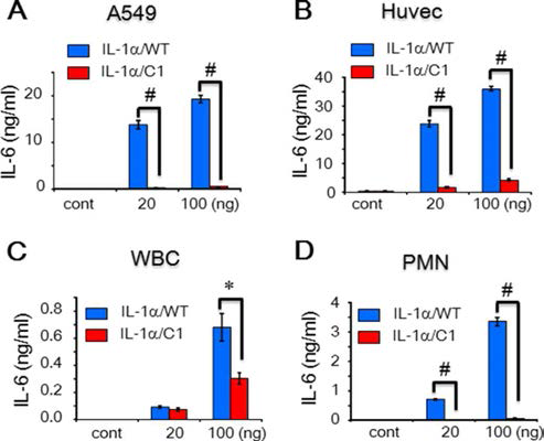 Bioassay of the motif-deleted IL-1mutant. A–-D, assay of IL-1/WT and /C1. A549 cells (A), Huvecs (B),WBCs(C), andPMNleukocytes (D) were treated with IL-1/WT and /C1. The INS/IL-1motif-deleted IL-1/C1 mutant showed severe loss of activity compared with IL-1/WT. Concentrations are indicated at the bottom of each graph. Data in A–D are comparisons between IL-1/WT and /C1 mutant. Data are mean S.E. (error bars). *, p<0.05; #, p<0.001 from duplicates. cont, control