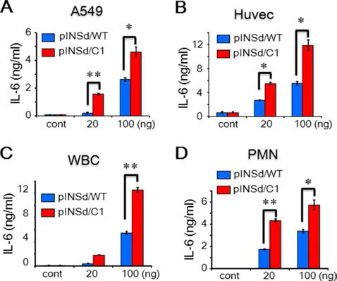 Bioassay of the motif-deleted pINSd mutant. A–-D, assay of pINSd/WT and /C1. A549 cells (A), Huvecs (B), WBCs (C), and PMN leukocytes (D) were treated with pINSd/WT and /C1. The INS/IL-1motif-deleted pINSd/C1 mutant was more active than pINSd/WT across different cell type. Data in A–D are comparisons between pINSd/WT and /C1 mutant. Data are meanS.E. (error bars). *, p<0.05; **, p<0.01 from duplicates. cont, control