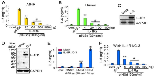 pINSd-mediated IL-6 production via IL-1R1. pINSd-induced IL-6 in A549 cells (A) and Huvecs (B) was effectively suppressed with low concentrations of IL-1Ra. C–-F, reconstitution of IL-1R1 and IL-1Ra activity in Wish IL-1R1/C-3. IL-1R1 was not detected in the mock control, but IL-1R1 expression was shown in C-3 by RT-PCR (C) and Western blotting (D). E, Wish IL-1R1/C-3 was tested with pINSd including a high concentration of pINSm as indicated on the x axis. F, pINSd-mediated IL-6 in Wish IL-1R1/C-3 was specifically inhibited by IL-1Ra. Concentrations of IL-1Ra and pINSd are given at the bottom. Data in E are a comparison between Wish IL-1R1/C3 and mock control; data in A, B, and F are comparisons between standalone pINSd-treated and IL-1Ra-pretreated cells; concentrations are indicated at the bottom. Data are mean S.E. (error bars). **, p<0.01; #, p<0.001 from three replicates. cont, control