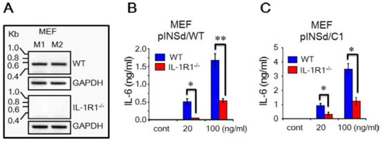 pINSd/WT and /C1 activity with MEFs of IL-1R1-deficient mice. A, RT-PCR of mouse IL-1R1 confirmed that IL-1R1 expression was absent in the MEFs of IL-1R-deficient mice. A and B, the MEF cells of WT and IL-1R-deficient mice were treated with pINSd/WT and /C1 for IL-6 production. Data in B and C are comparisons of WT and IL-1R1-deficient mice. Data are mean S.E. (error bars). *, p 0.05; **, p 0.01 from duplicates. cont, control