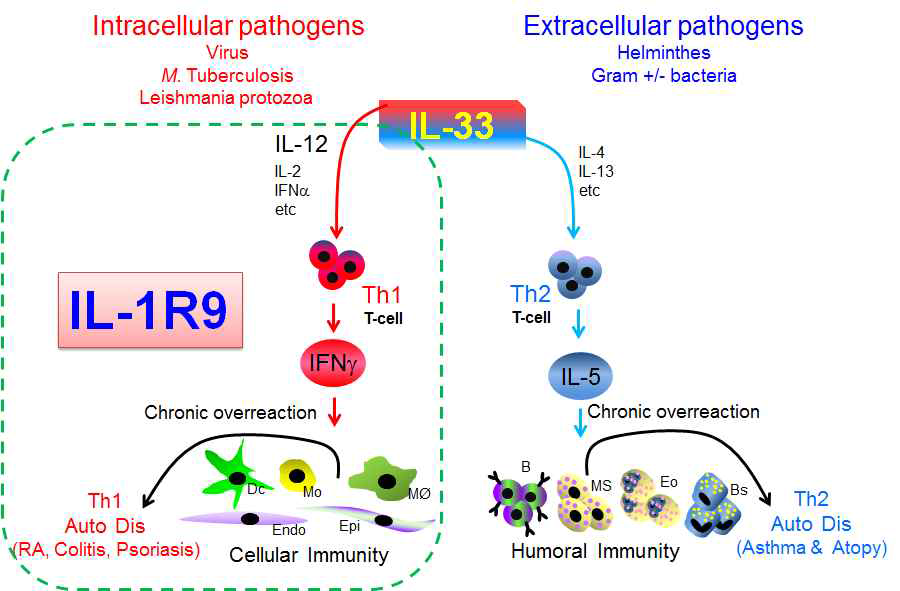 IL-33이 유도하는 Th1/Th2 양면성 면역반응. 세포내 에서 증식하는 병원균에 감염되면 IL-33은 IL-12, IL-2, 및 IFNα 등과의 공동 자극을 통해 Th1 T-cell의 분열을 유도하여 다량의 IFNγ를 생성함. 지속적인 Th1 면역반응은 Th1 자가 면역 질병인 류마티스 관절염, 만성장염, 그리고 건선 피부염을 유도함. 다른 한편으로 세포외에서 자라는 병원균에 감염되면 IL-33은 IL-4 및 IL-13 등과의 공동 자극으로 Th2 T-cell의 분열을 유도하여 다량의 IL-5를 생성함. 지속적인 Th2 면역반응은 Th2 자가 면역 질병인 천식, 아토피성 피부염 등을 유발함