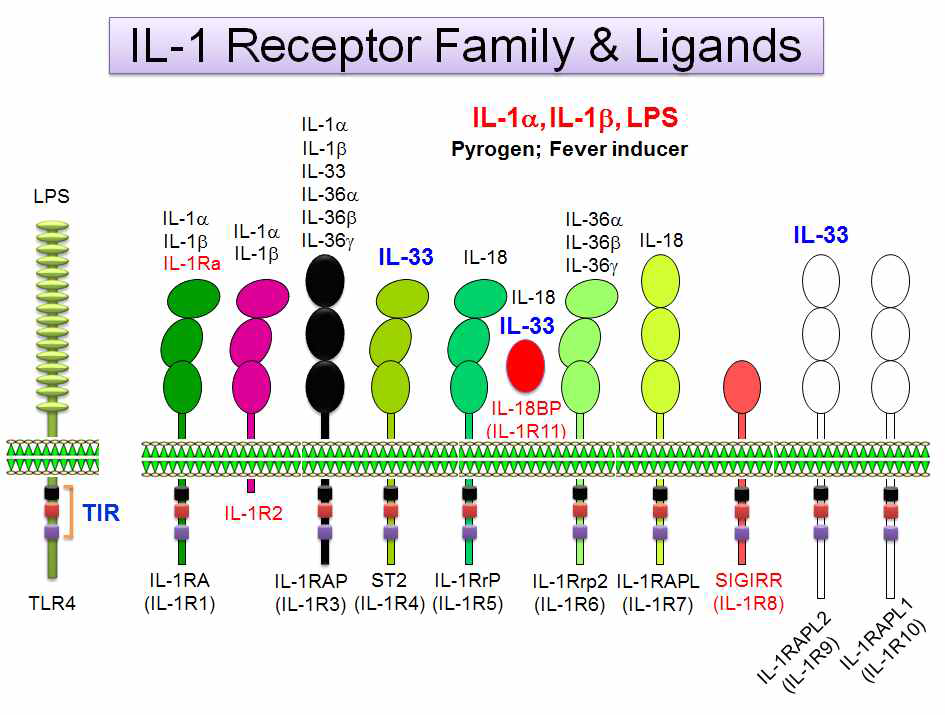 Interleukin-1 receptor family는 총 11개의 유전자로 구성되어있음. LPS, IL-1α/β와 같이 감염 시 체온을 높이는 원인 인자를 “Pyrogen”이라고 함. LPS와 IL-1α/β의 수용체인 TLR4, IL-1R family들은 cytosolic domain에 Toll/interleukin-1 receptor (TIR) homology domain을 공동으로 갖고있어 유사한 downstream 신호 전달 경로를 통해 여러 염증반응을 유도하여 궁극적으로 생체 발열반응을 일으키기 때문임. 녹색 계열 receptor는 신호 전달하는 수용체. 붉은색 계열 receptor는 신호 전달을 억제하는 수용체. 검정색 또는 녹색으로 3개의 domain이 수직인 receptor는 신호전달을 돕는 co-receptor. 흰색은 ligand 및 기능이 밝혀져 있지 않는 orphan receptor