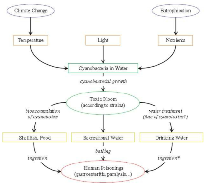 남조류 독소물질의 인체 노출경로 (*80% of human exposure to cyanotoxins)