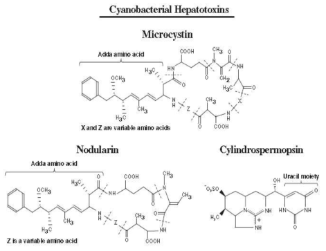 Cyanobacterial hapatotoxins의 구조