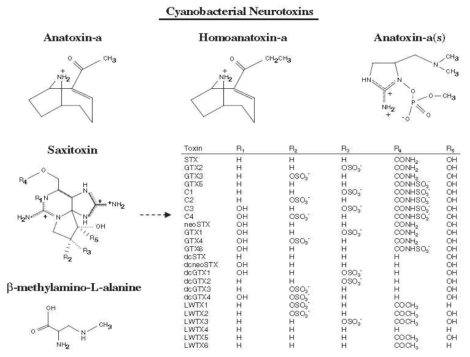 Cyanobacterial neurotoxins의 구조