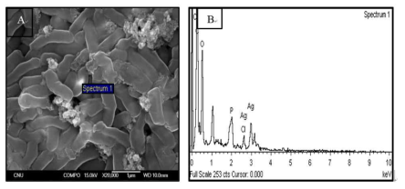 FE-SEM image with an energy dispersive X-ray spectrum (EDS). A) The