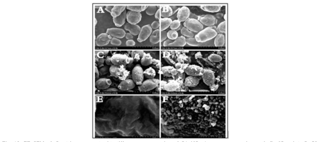 FE-SEM of C. albicans treated with different concentration of CAgNCs A: no treatment (control); B: 25 μg/ml; C: 50