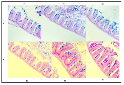 Histological analysis of digestive tissues at 1 month (A) and 2 months (B) feeding
