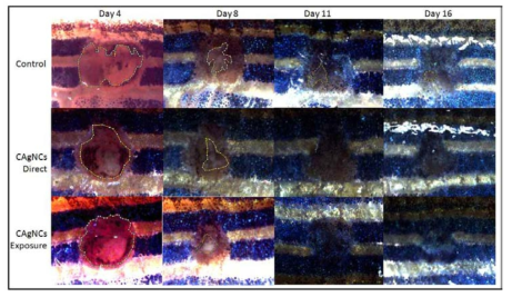 Representative images of wound healing over time in zebrafish skin after CNPs and CAgNCs