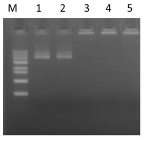 Gel retarding analysis of pRING-CAgNCs. M: 1 kb Marker, Lane 1: naked DNA; lanes 2–5: