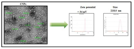 FE-SEM analysis, zeta potential and particle size distributions of CNPs.