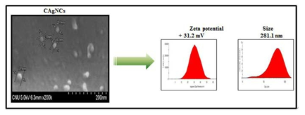 FE-SEM analysis, zeta potential and particle size distributions of CAgNCs.