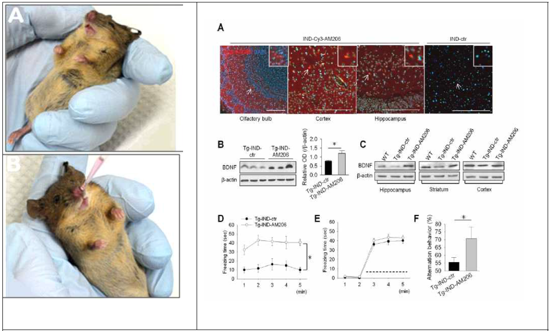 마우스에서 치료 물질의 비강 내 주입 사진 (좌) 및 Alzheimer’s disease mouse model에서 AM206의 비강내 주입 이후 뇌 각 부위에 고르게 분포한 AM206 및, AM206의해 관찰된 BDNF 유전자의 활성화 및 인지/행동 능력 호전 (우)