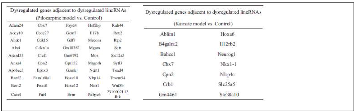 Pilocarpine (좌) 및kinate (우) 뇌전증 모델에서 특이적으로 발현된 lncRNA에 인접하게 위치하였으면서, 역시 특이적으로 발현 조절된 mRNA의 목록