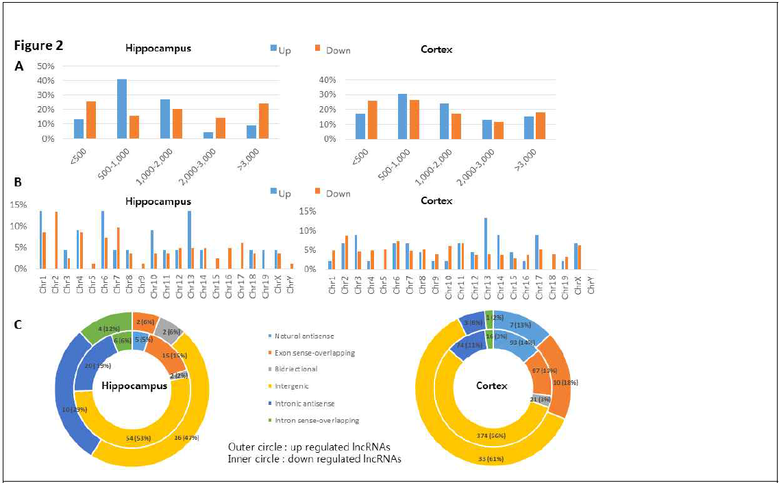 Pilocarpine 뇌전증 모델에서 특이 조절된 lncRNA 의 profiles 분석