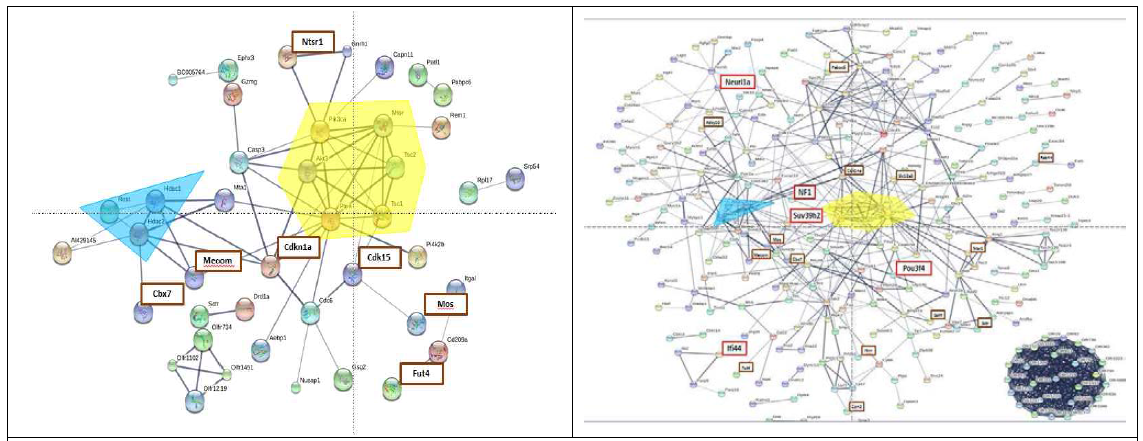 뇌전증 모델의 해마에서 특이 발현된 mRNA에 대한 STRING analysis. 42 proteins were connected with 65 edges via confidence 0.5000. (좌) 뇌전증 모델의 피질에서 특이 발현된 mRNA에 대한 STRING analysis. 252 proteins were connected with 729 edges via confidence 0.5000. (우) 붉은색 상자로 표시된 mRNA는 이 실험에서 새롭게 밝혀진 것임