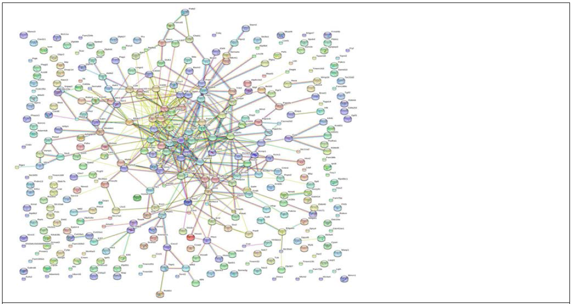 뇌전증 모델의 해마에서 circRNA-miRNA-mRNA interaction에 의해 특이 발현된 mRNA에 대한 STRING analysis