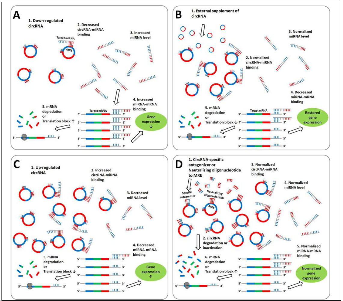 치료 target circRNA들의 발현 양상에 따른 중재 전략 모식도. A는 발현 저하된 circRNA에 의한 target mRNA의 저발현 상태로, synthetic circRNA를 합성한 뒤 투여함으로써 관련 유전자 발현을 정상화시킴 (B). C는 과발현된 circRNA에 의해 target mRNA역시 과발현된 상태로, antisense oligonucleotide나 antagonizer를 합성한 뒤 투여함으로써 관련 유전자 발현을 정상화시킴 (D)