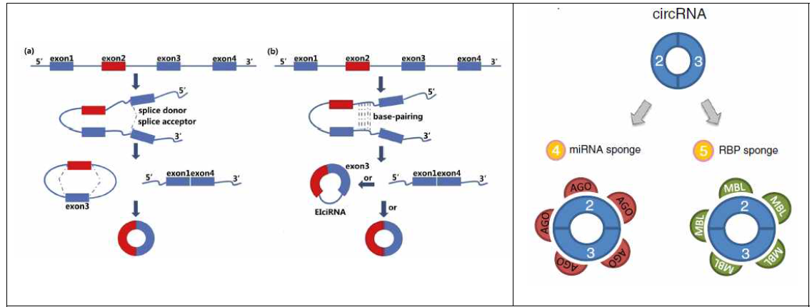 CircRNA의 생성 기전 (좌) 및 miRNA sponge로 작용하는 circular RNA (우)